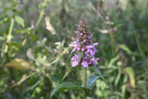 stachys palustris (2) (1200 x 801)